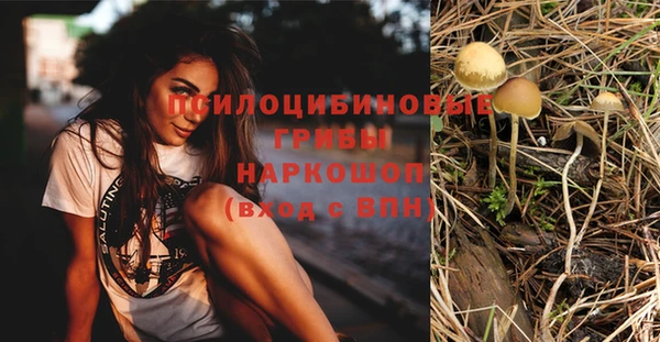 прущие грибы Алзамай