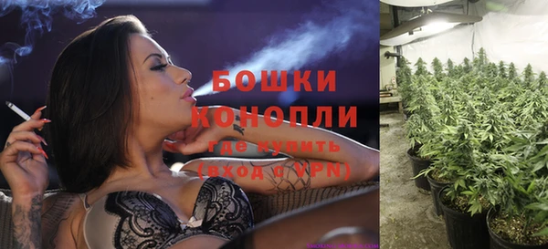 прущие грибы Алзамай